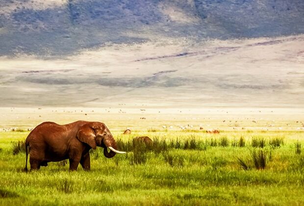 elephant ngorongoro crater