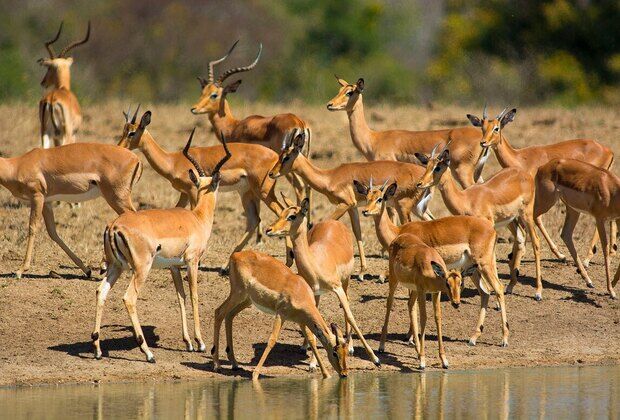 UGALLA RIVER NATIONAL PARK TANZANIA