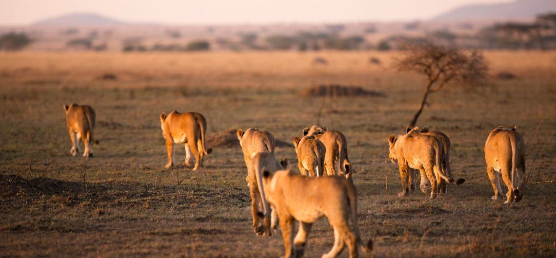 group Joining safari in Tanzania